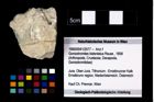 Foto (Objekt + Etikett) von Goniodromites bidentatus (Reuss, 1858)  (NHMW-GEO-1990-0041-2577)